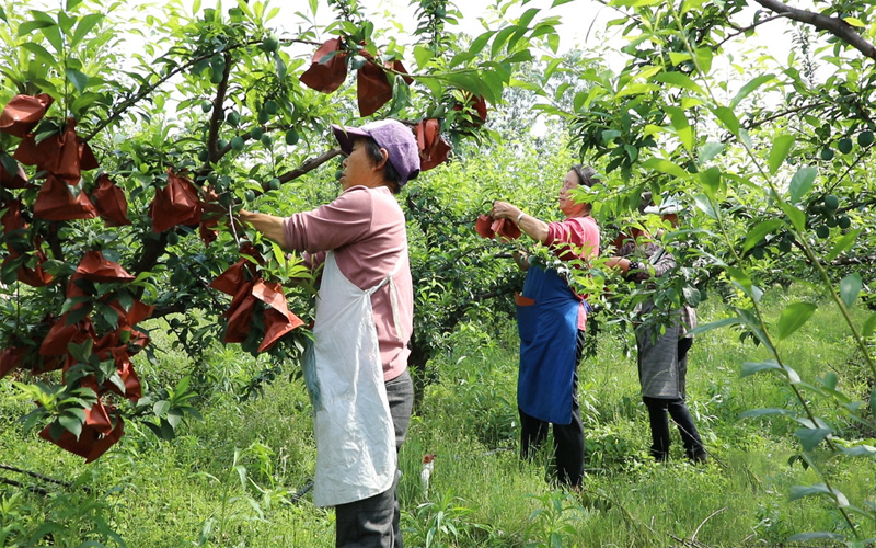 Automatic Paper Bag Machine for Fruits: How It Works & Benefits for Mango Farmers