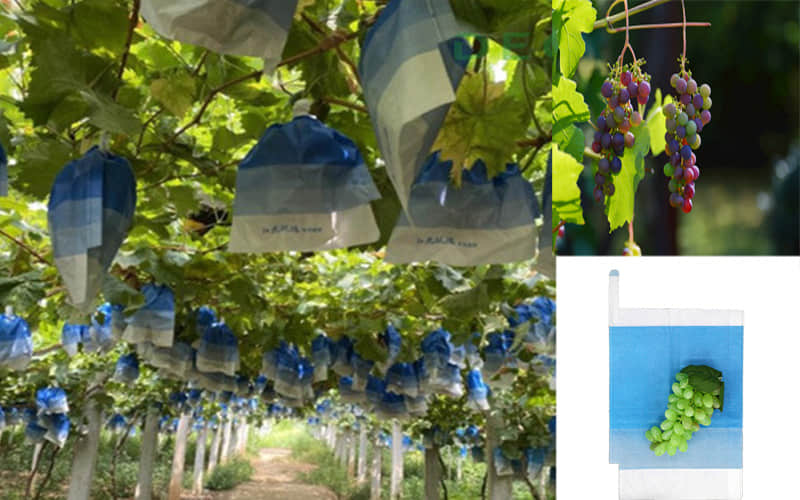 Grapes Bagging Machine Guide: How to Choose the Right Color Bags & Benefits of Bagging
