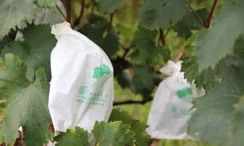 Grapes Bagging Machine Guide: How to Choose the Right Color Bags & Benefits of Bagging