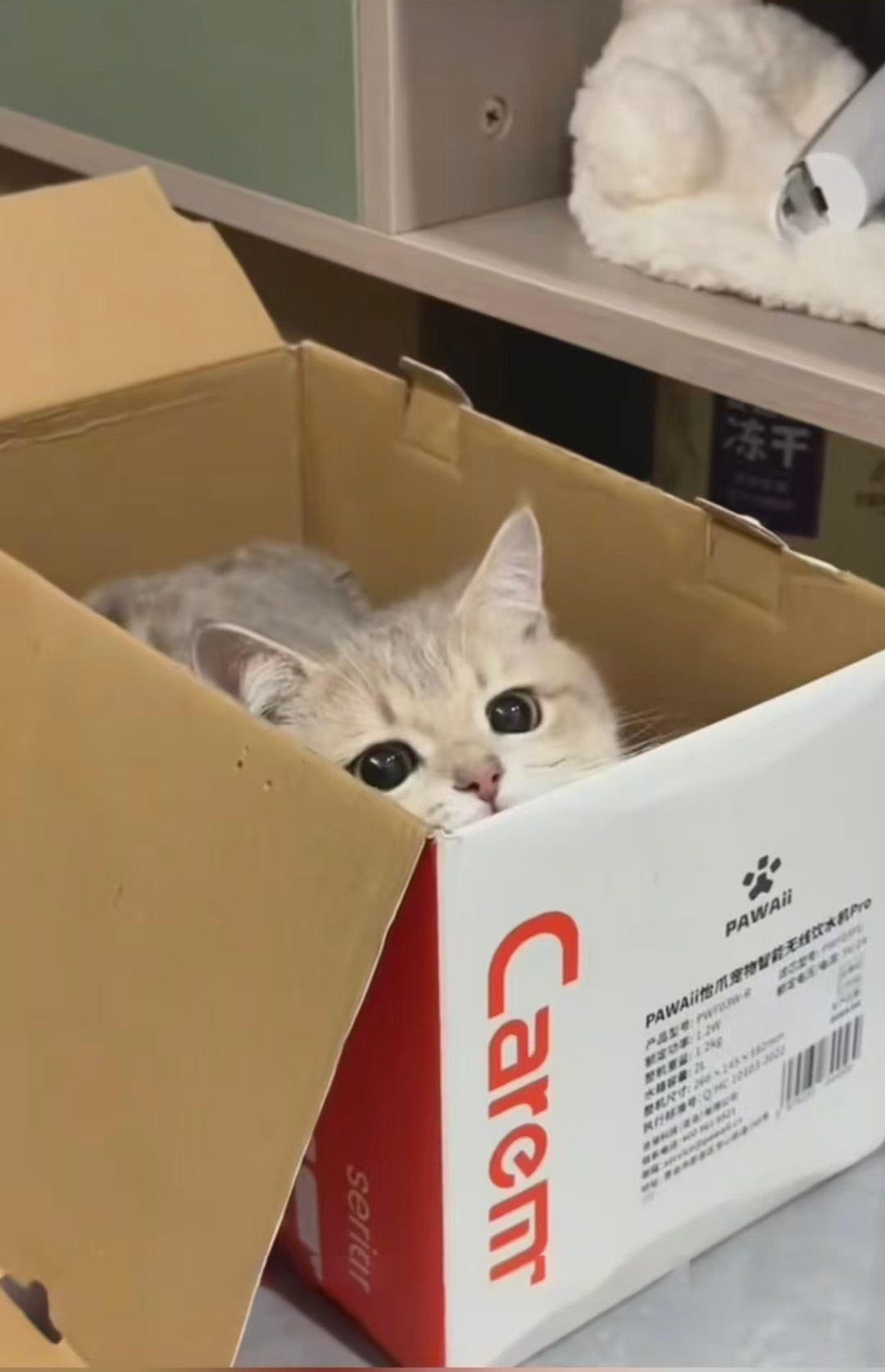 Why Cats Prefer Cardboard Boxes Over Fluffy Beds | Bowl Scratcher Machine Why Cats Prefer Cardboard Boxes Over Fluffy Beds | Bowl Scratcher Machine