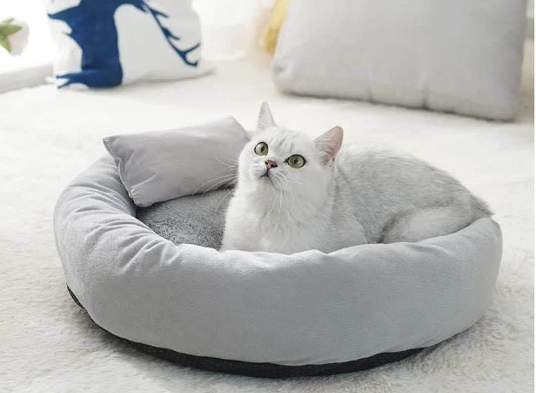 Why Cats Prefer Cardboard Boxes Over Fluffy Beds | Bowl Scratcher Machine Why Cats Prefer Cardboard Boxes Over Fluffy Beds | Bowl Scratcher Machine