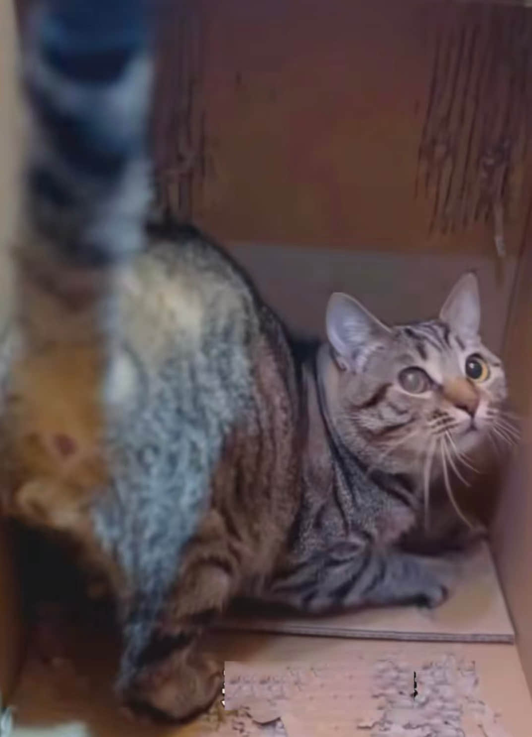 Why Cats Prefer Cardboard Boxes Over Fluffy Beds | Bowl Scratcher Machine Why Cats Prefer Cardboard Boxes Over Fluffy Beds | Bowl Scratcher Machine