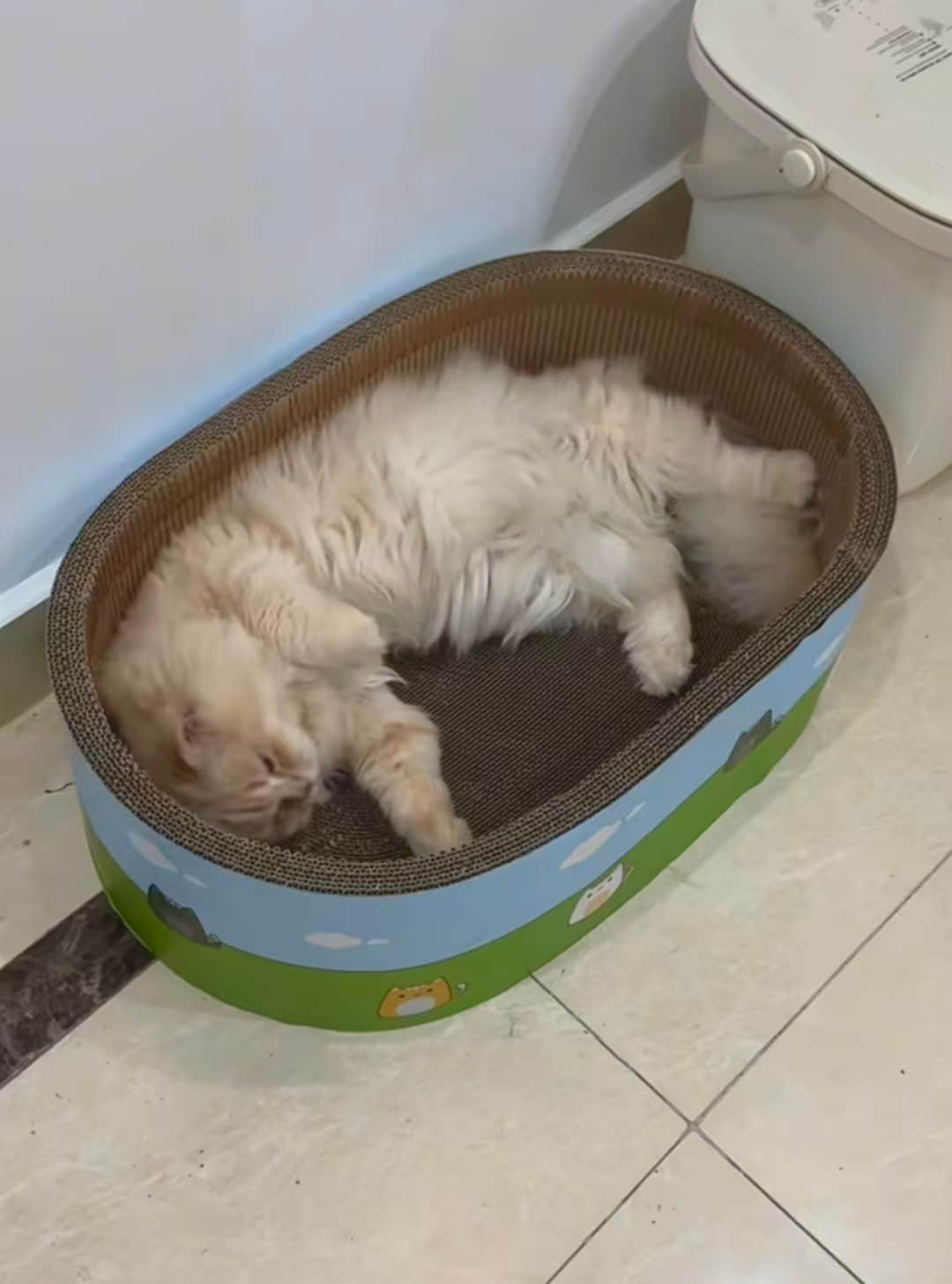 Why Cats Prefer Cardboard Boxes Over Fluffy Beds | Bowl Scratcher Machine Why Cats Prefer Cardboard Boxes Over Fluffy Beds | Bowl Scratcher Machine
