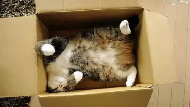 Why Cats Prefer Cardboard Boxes Over Fluffy Beds | Bowl Scratcher Machine Why Cats Prefer Cardboard Boxes Over Fluffy Beds | Bowl Scratcher Machine